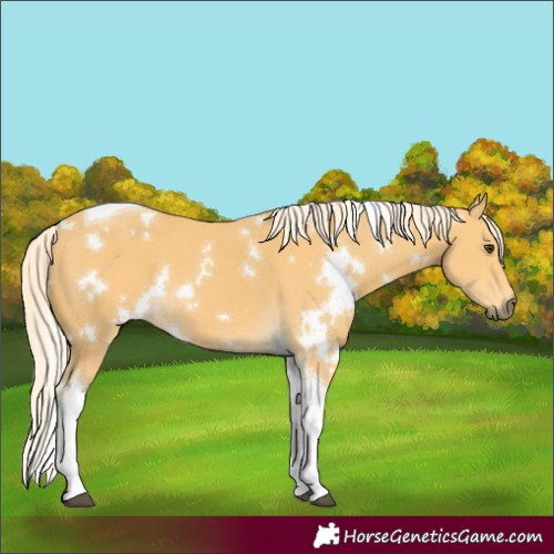 Horse Color:White Spotted Palomino Tobiano 