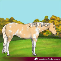 Horse Color:White Spotted Palomino Tobiano 