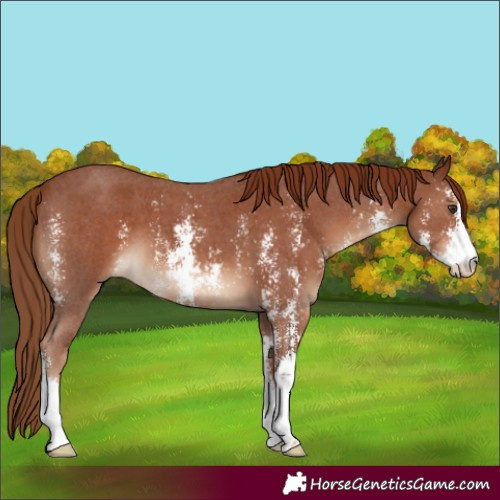 Horse Color:Chestnut Sabino 