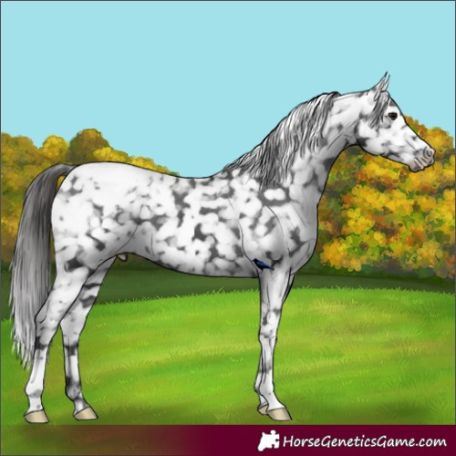 Horse Color:Black Snowflake Varnish