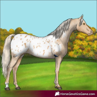 Horse Color:Palomino Appaloosa 
