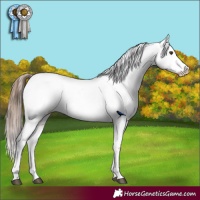 Horse Color:Chestnut Snowcap 