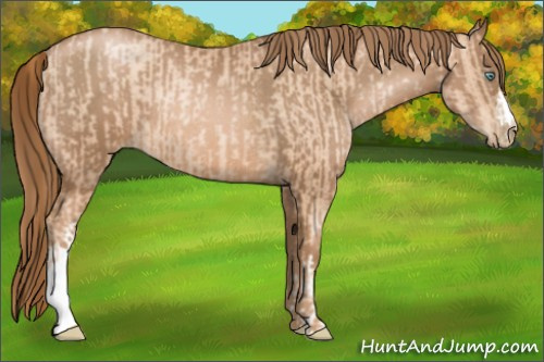 Horse Color:Gold Champagne Pearl Rabicano  and Liver Chestnut Pearl Rabicano 