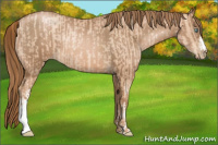 Horse Color:Gold Champagne Pearl Rabicano and Liver Chestnut Pearl Rabicano