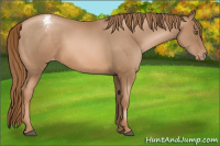 Horse Color:Liver Chestnut Pearl Varnish Rabicano 
