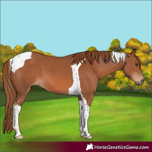 Horse Color:Chestnut Tobiano 