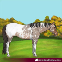 Horse Color:Bay Roan Dun Tobiano Appaloosa