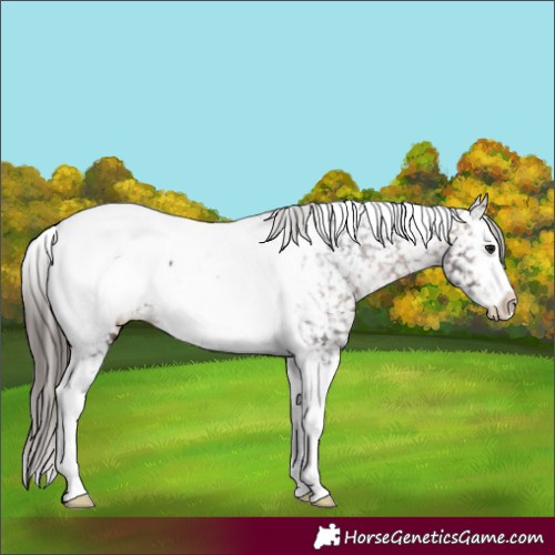 Horse Color:Brown Splash Tobiano Appaloosa 
