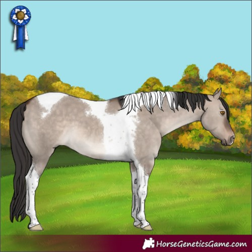 Horse Color:Brown Dun Mushroom Tobiano 