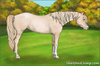 Horse Color:Gold Champagne Pearl Rabicano and Gold Champagne Pearl Rabicano