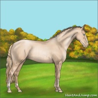 Horse Color:Gold Champagne Pearl Rabicano  and Gold Champagne Pearl Rabicano 