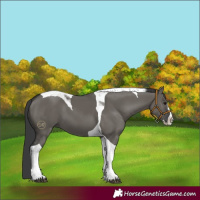 Horse Color:Grullo Splash Tobiano 