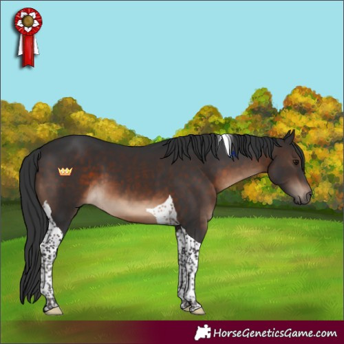 Horse Color:Brown Tobiano 