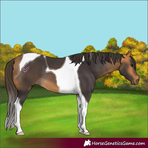 Horse Color:Buckskin Tobiano 