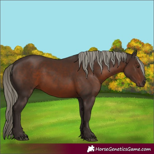 Horse Color:Liver Chestnut Mushroom 