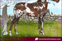 Horse Color:White Spotted Liver Chestnut Mushroom 