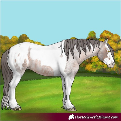 Horse Color:Brown Roan Splash Tobiano Appaloosa 