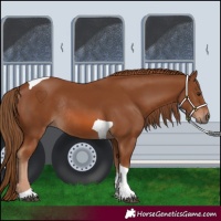Horse Color:Chestnut Tobiano Rabicano
