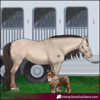 Horse Color:Amber Champagne Dun 