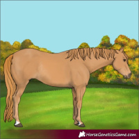 Horse Color:Chestnut Rabicano 