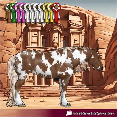 Horse Color:White Spotted Chocolate Palomino