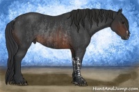 Horse Color:Brown Rabicano and Brown Rabicano