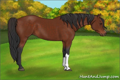 Horse Color:Brown 