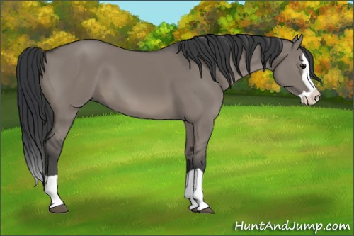 Horse Color:Grullo Splash 
