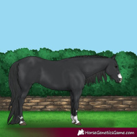 Horse Color:Black 