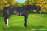 Horse Color:Black  and Black 