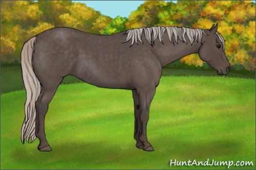 Horse Color:Silver Blue Roan