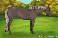 Horse Color:Silver Blue Roan 