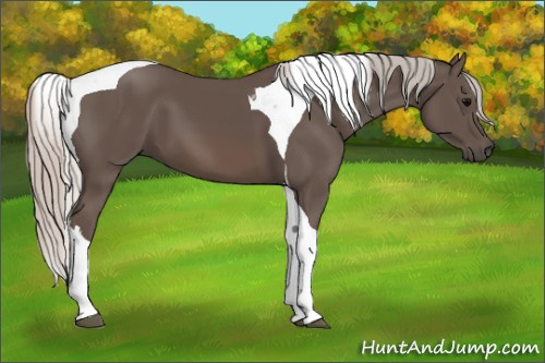 Horse Color:Silver Black Tobiano 
