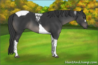 Horse Color:Black Tobiano 