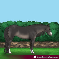 Horse Color:Smoky Black 