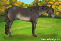 Horse Color:Smoky Black 