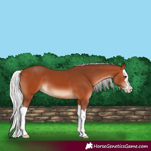 Horse Color:Silver Bay Splash 