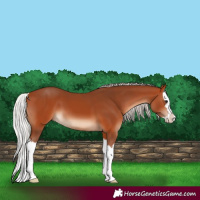 Horse Color:Silver Bay Splash 
