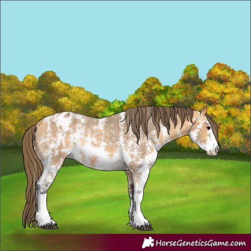 Horse Color:Buckskin Sabino Varnish Rabicano 