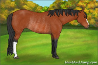 Horse Color:Bay Rabicano 