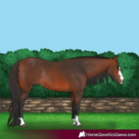 Horse Color:Bay Rabicano 