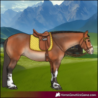 Horse Color:White Spotted Bay Rabicano 