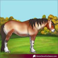 Horse Color:Bay Onyx 