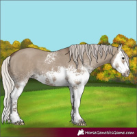 Horse Color:White Spotted Silver Grullo Splash 