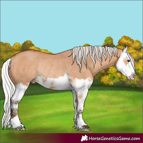 Horse Color:Silver Bay Dun Splash Rabicano 