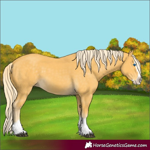 Horse Color:Palomino Splash 
