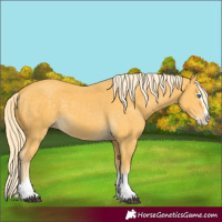 Horse Color:Palomino Splash 