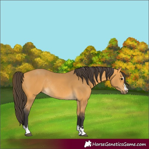Horse Color:Buckskin Rabicano