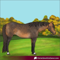 Horse Color:Buckskin 
