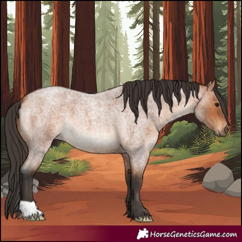 Horse Color:Bay Roan 